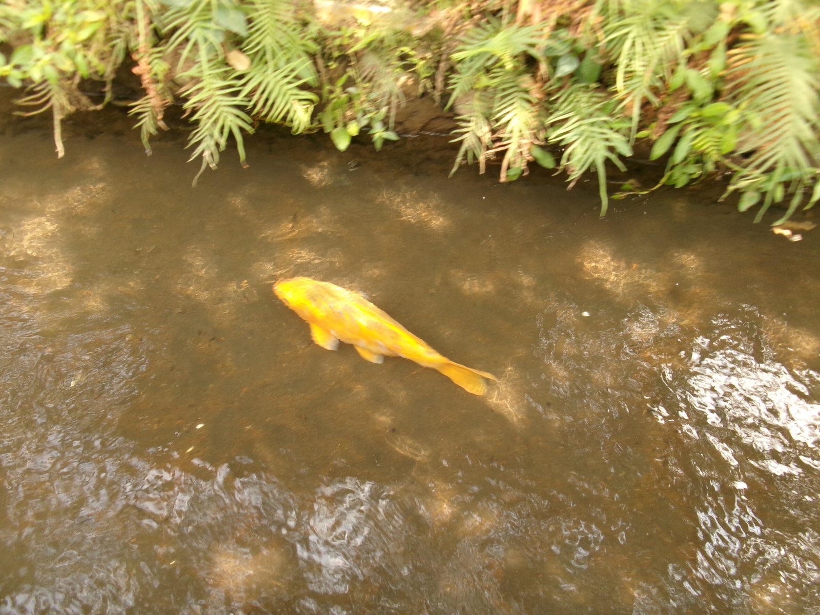 ikan kampung ikan