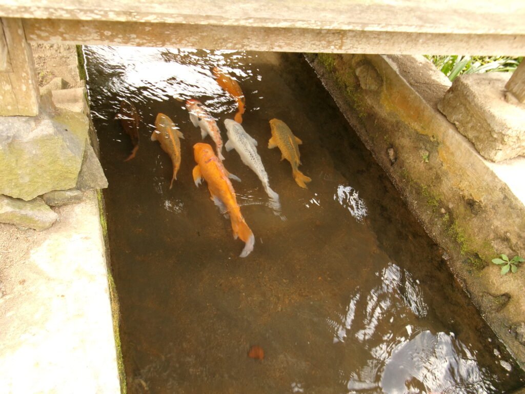 koi-kampung-ikan