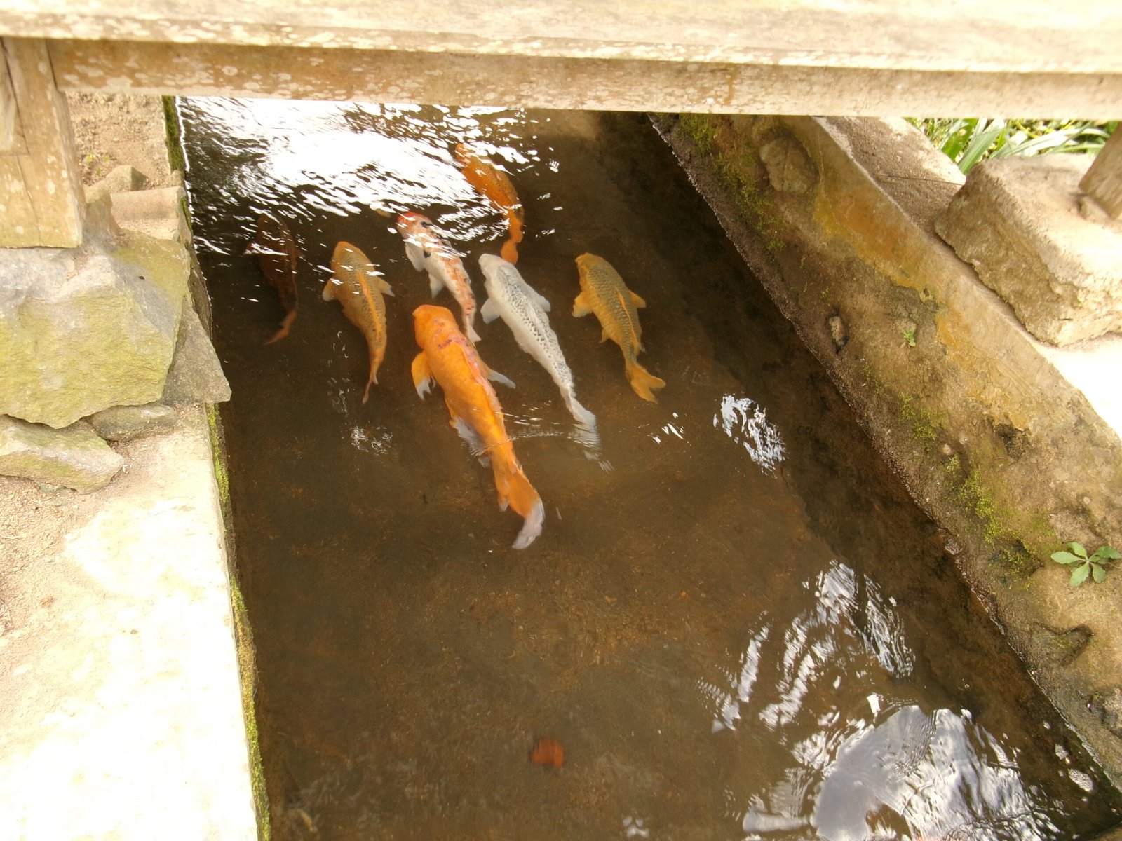 koi-kampung-ikan