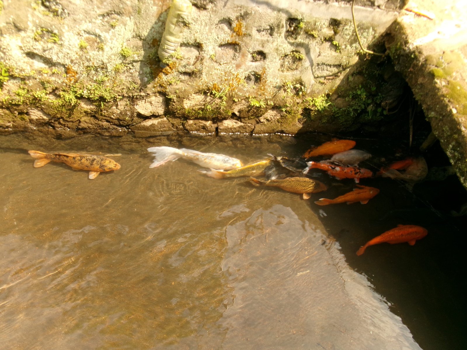 kumpulan ikan