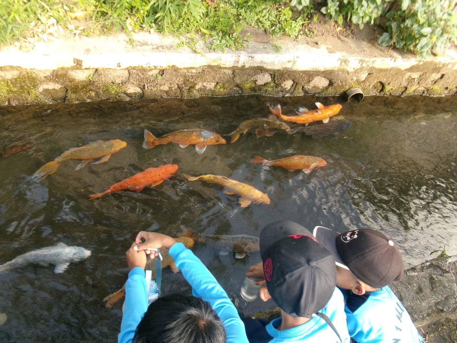 ikan koi dan mas