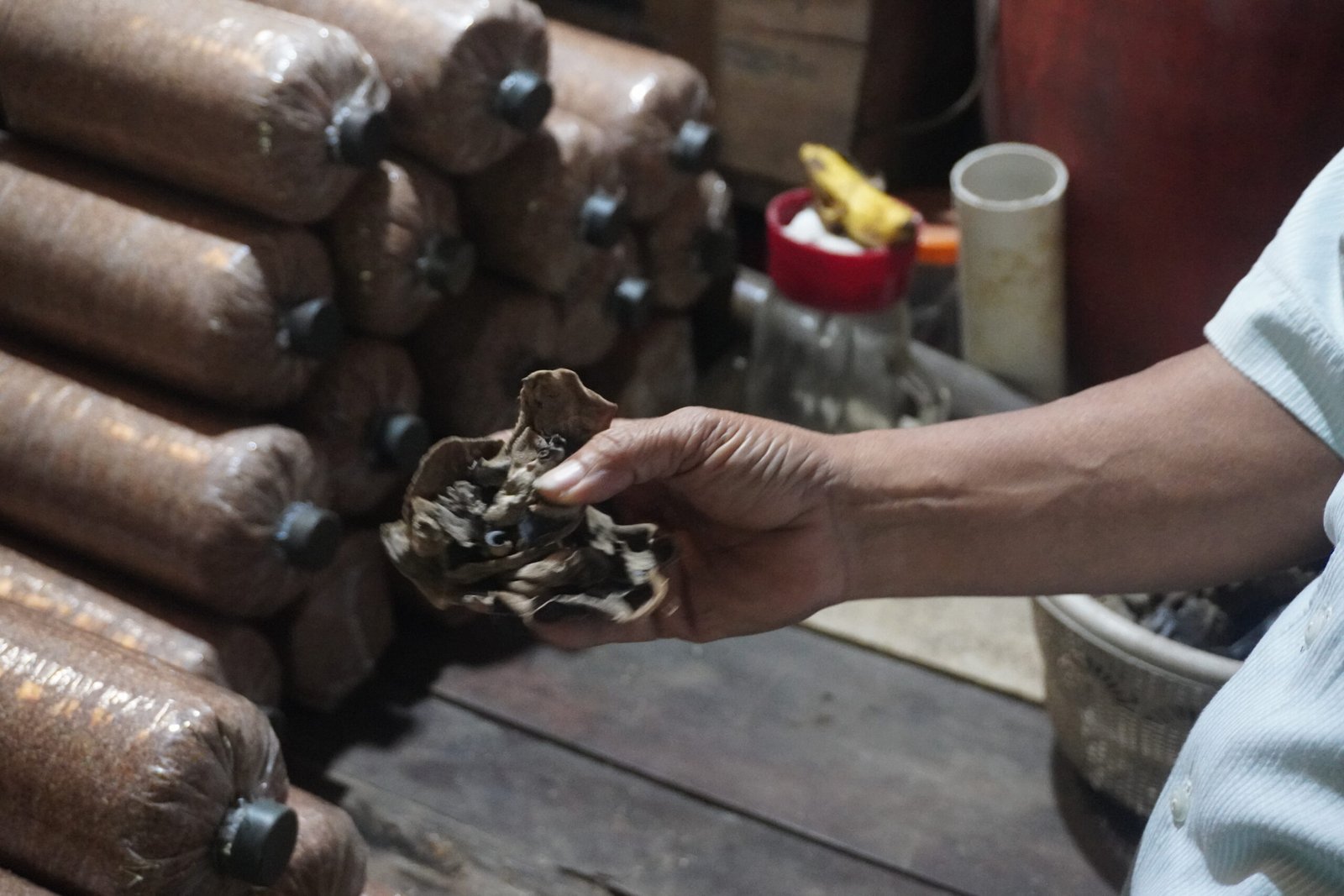 jamur-kuping