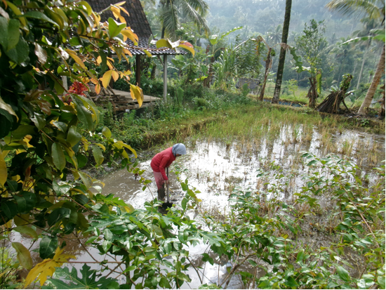 mina padi kampung ikan